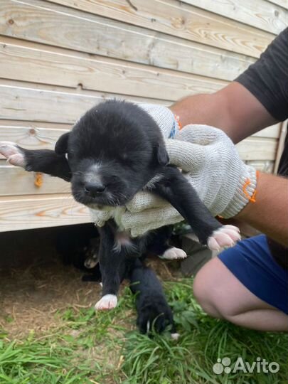 Очаровательные щенки