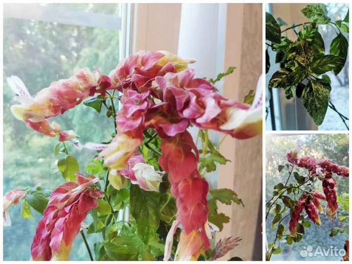 Пеларгония душистая, бегонии, гибискус, белопероне