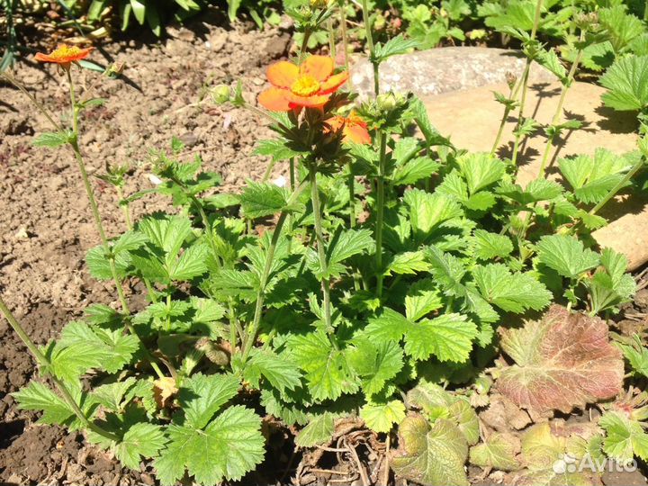 Растение, Графилит