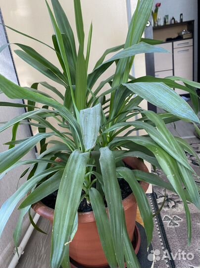 Пальма юкка