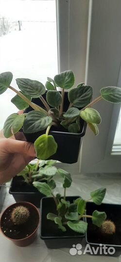 Продам фиалки, кактусы