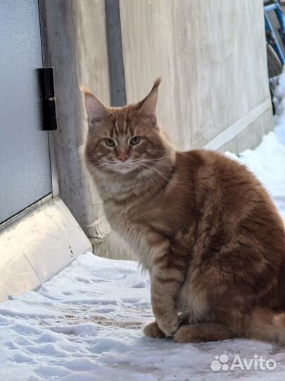 Кот мейн-кун вязка