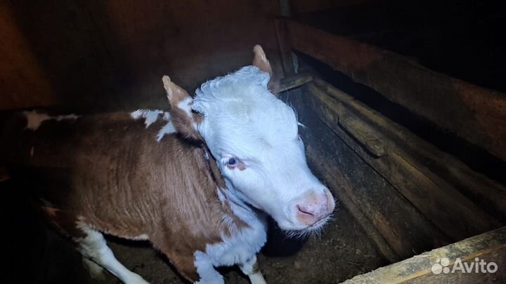 Тёлочка Герефорд