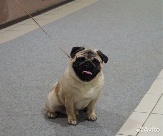 Малыши для души