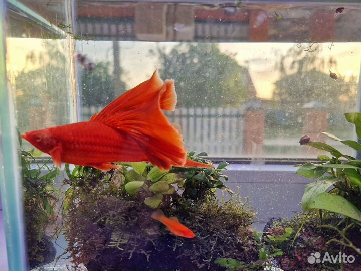 Аквариумные рыбки