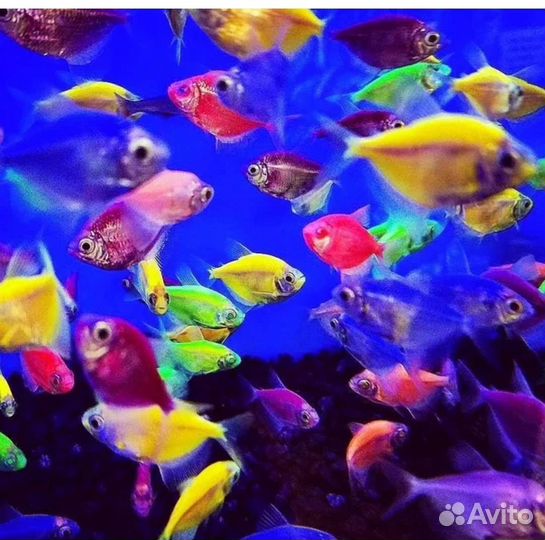 Рыбки в наличи
