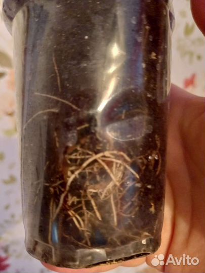 Финиковая двухлетняя пальмочка