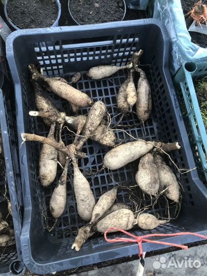 Корни георгин