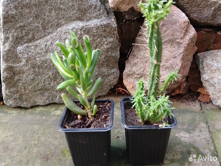 Суккуленты разные