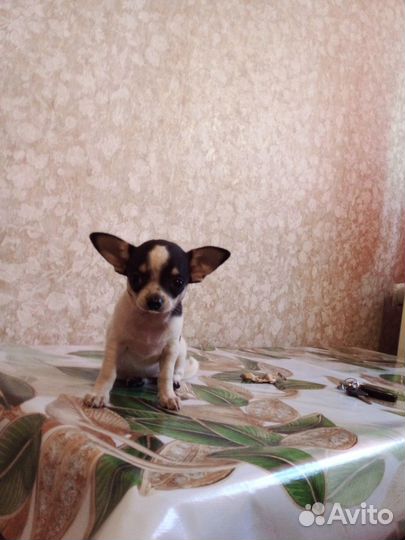 Продам мини чихуахуа
