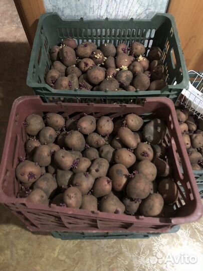 Продам семенной картофель и едовую ямную