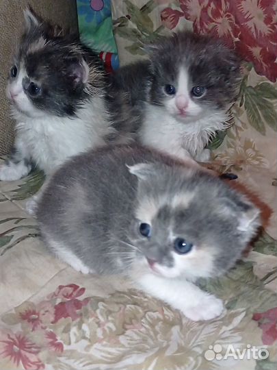 Шотландские вислоухие котята