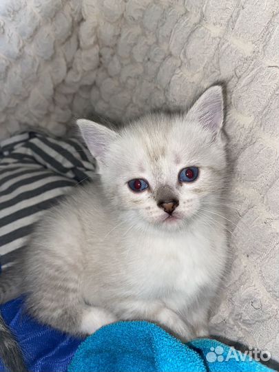 Британские котята