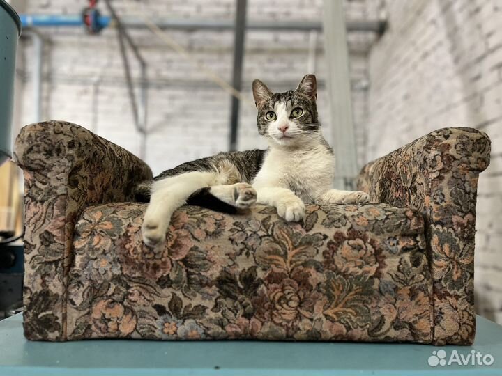 Кошка в дар