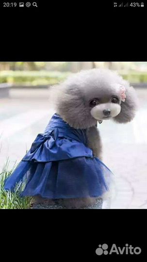 Красивое платье на миниатюрную собачку