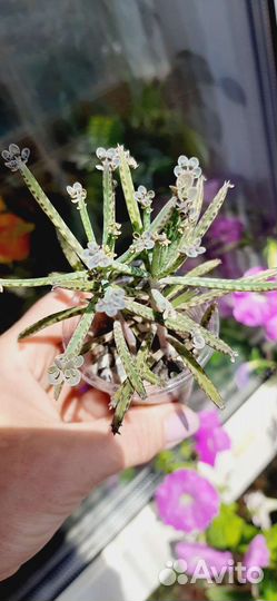 Каланхоэ Сератто