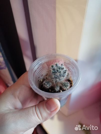 Мини кактус