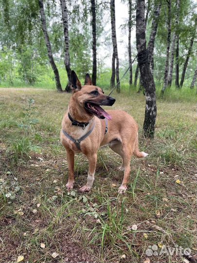 Собака в добрые руки отдам бесплатно