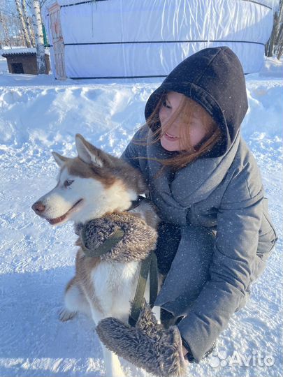 Выгульщик собак