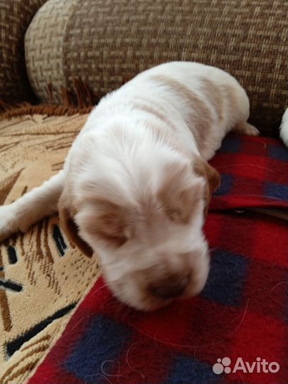 Русский спаниель