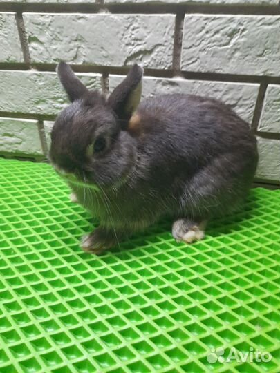 Декоративные карликовые кролики
