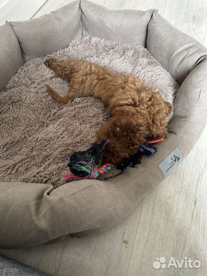 Той-пудель РКФ девочка