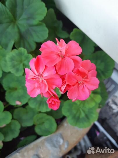 Пеларгония герань