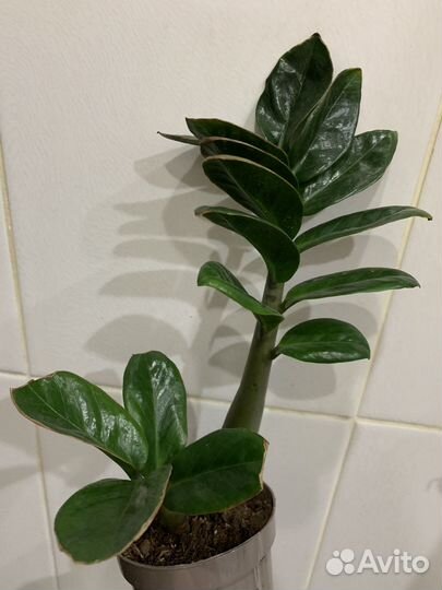 Редкие растения