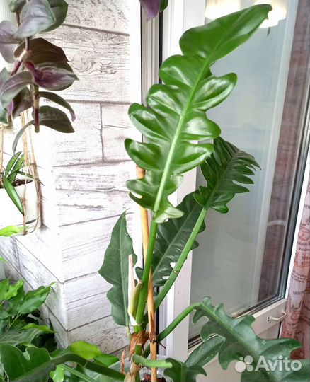 Филодендроны, эпипремнум,бегония, фикус