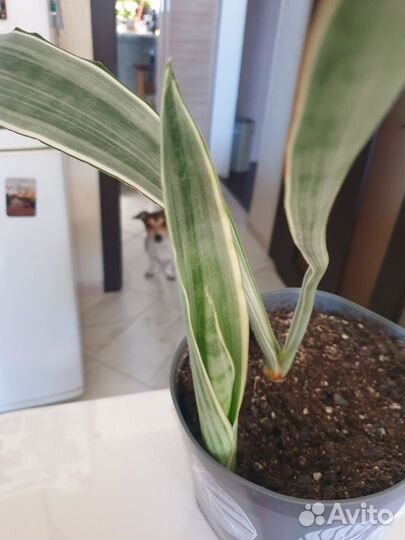 Сансевиерия манолин металлика