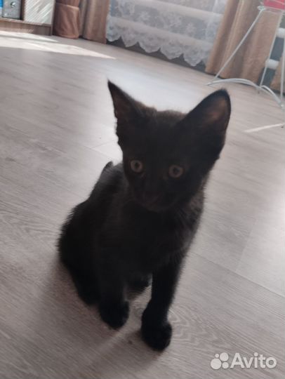 Отдам в хорошие руки