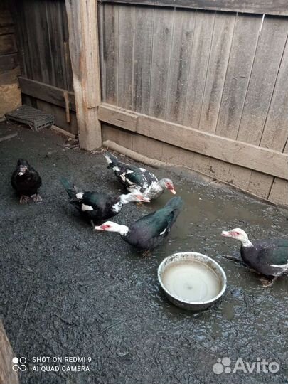 Индоутка мускусная утка