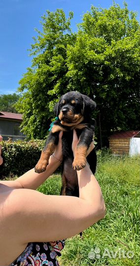 Щенки ротвейлера