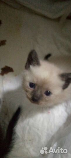 Статуэтка клоун