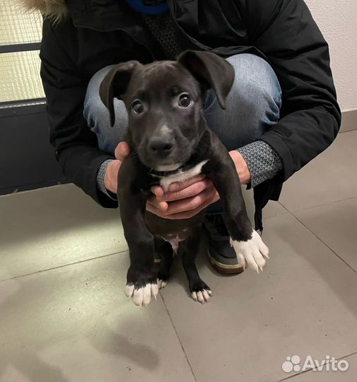 Щенок, мальчик, в ответственные руки