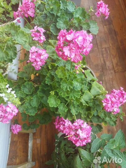 Герань Пеларгония Pac Spanish wine rose