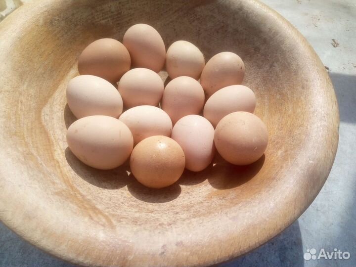 Яйца куриные и цесариные- птица убойная из лпх