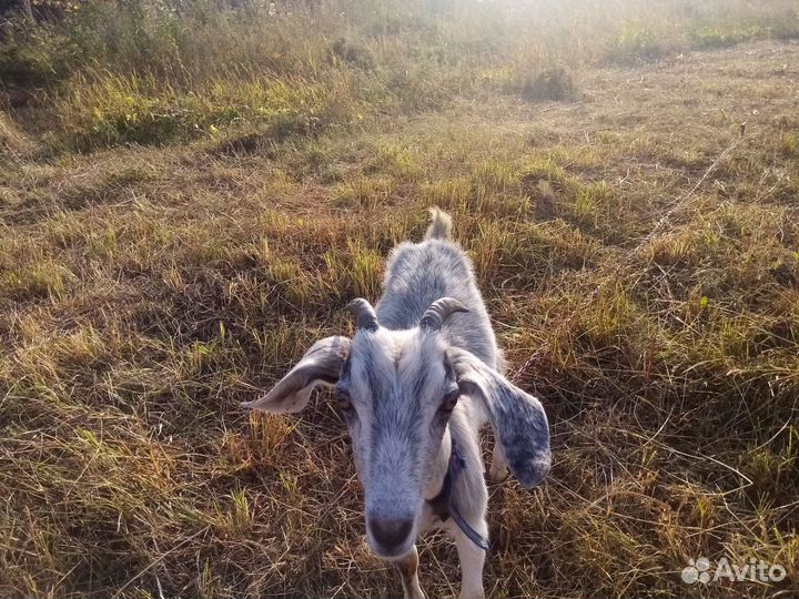 Коза нубийская