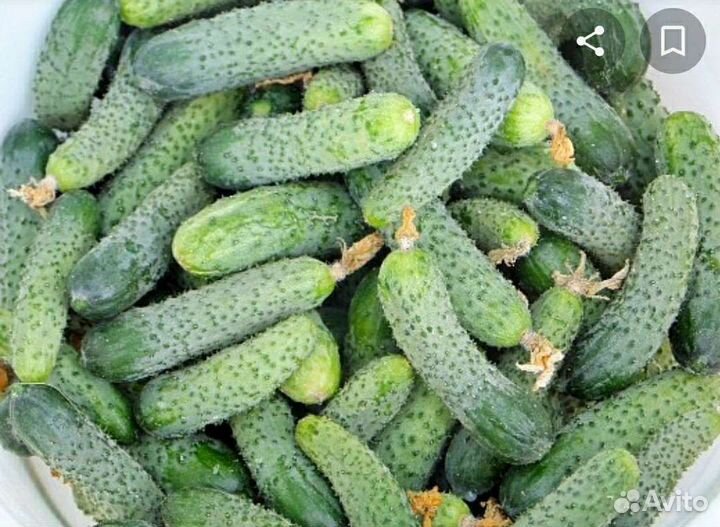 Огурцы домашние