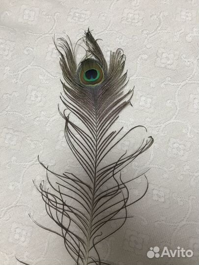 Перо павлина