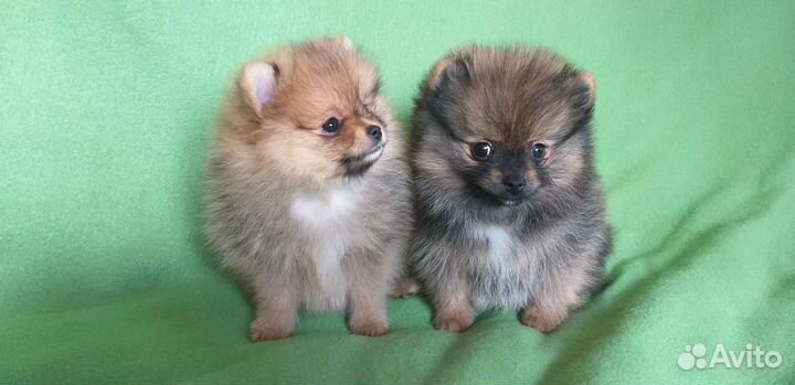 Шпицули малыши