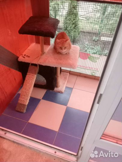 Гостиница для кошек
