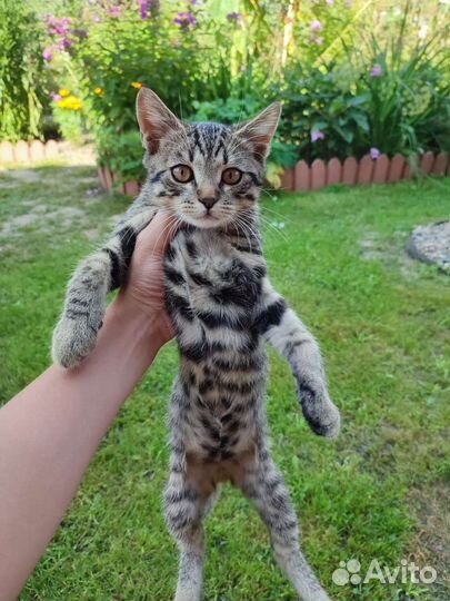 Котенок ищет дом