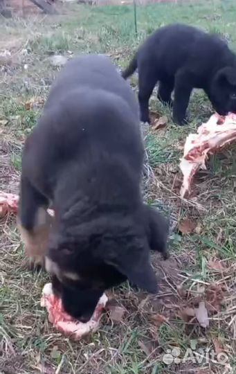 Щенки немецкой овчарки, девочки