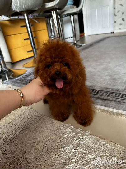Той-пудель Red brown