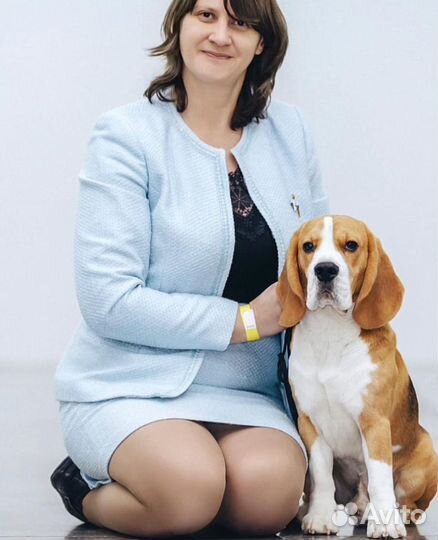 Бигль чемпион вязка
