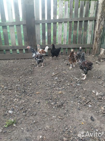 Продам куриц и петухов