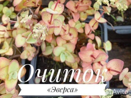 Очиток седум