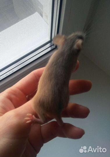 Декоративные мышки