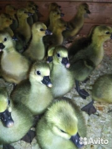 Гусята.утята.муларды